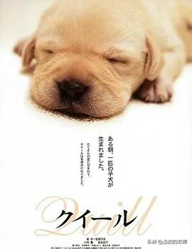 关于狗狗的感人电影，十部温情感人催人泪下的狗狗电影（10部关于狗狗的催泪电影）
