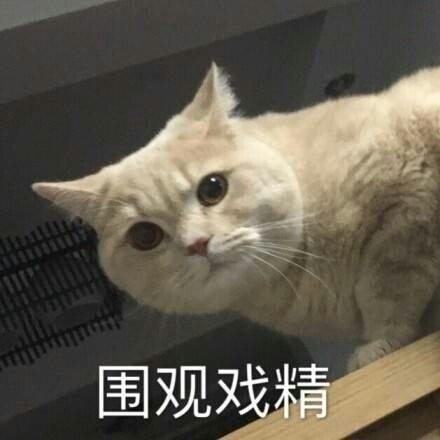 猫咪表情包大全图，可爱的猫咪表情包合集