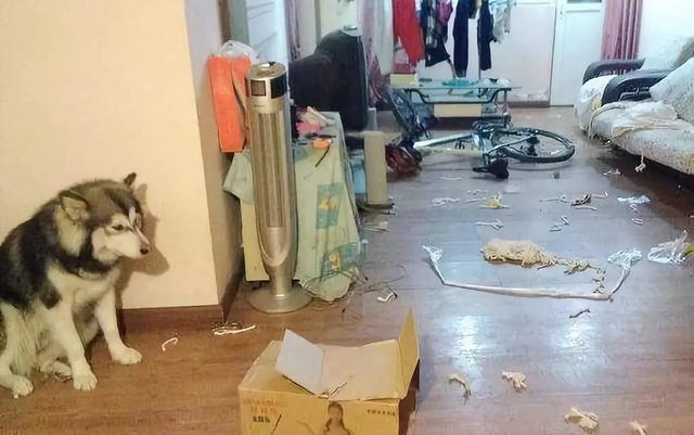 哪些狗狗性格温顺又便宜智商高，公认傻狗排行榜