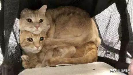 猫咪比较好的零食，提高猫咪生活质量