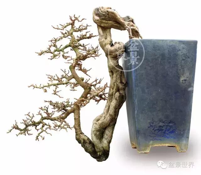 黄杨盆景大全，黄就成老师盆景精品欣赏