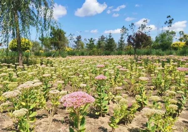 如意湖湿地公园游玩攻略，左中休闲好去处