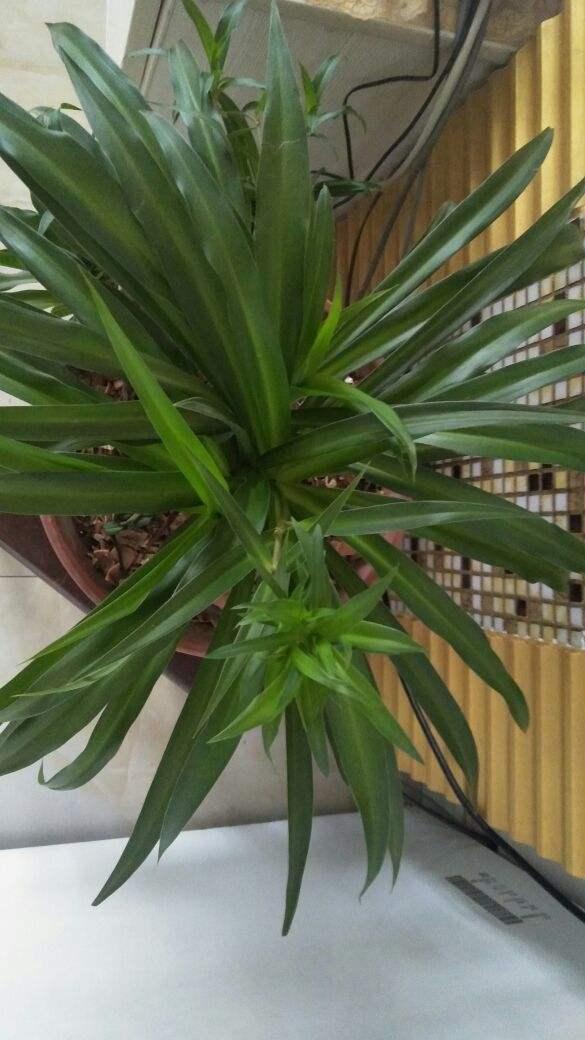  吊兰有几种品种，5种非常特别的吊兰品种