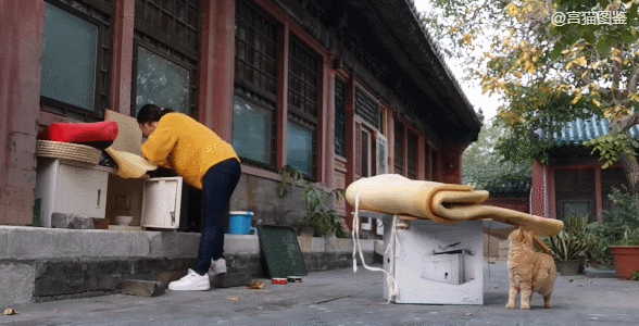 故宫最胆小御猫，我们只是惊呼是不够的