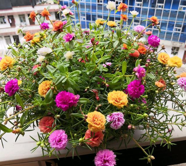 最适合家庭净化空气的花，17种公认的养人花