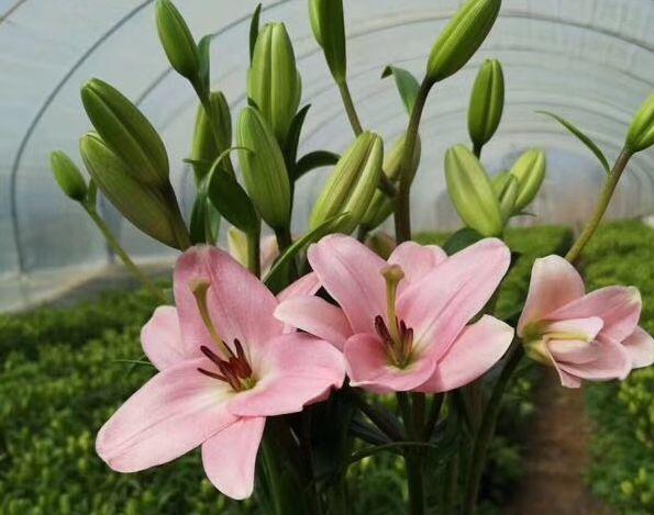 麝香百合开花后的养护，百合花期后的养护方法