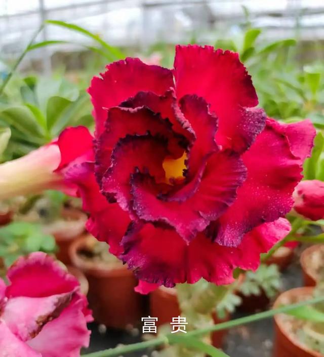 沙漠玫瑰怎么养，沙漠玫瑰的养殖方法多久能开花（真正会养的只需做5点）