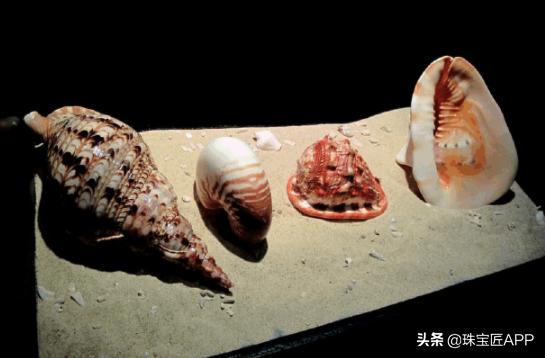 女王贝是什么宝石，贝壳首饰的颜色（珠宝首饰、钟表类目管理规则丨鸿石）