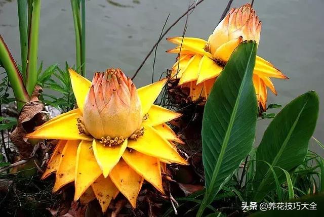 四季开花的花卉，十种四季开花的花卉有哪些（俏丽多姿的花卉）