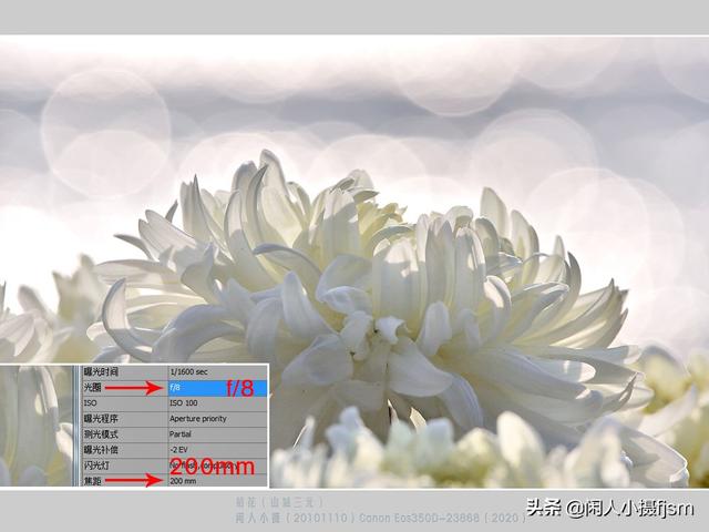 小景深效果花卉摄影技巧，花卉摄影如何拍出质感
