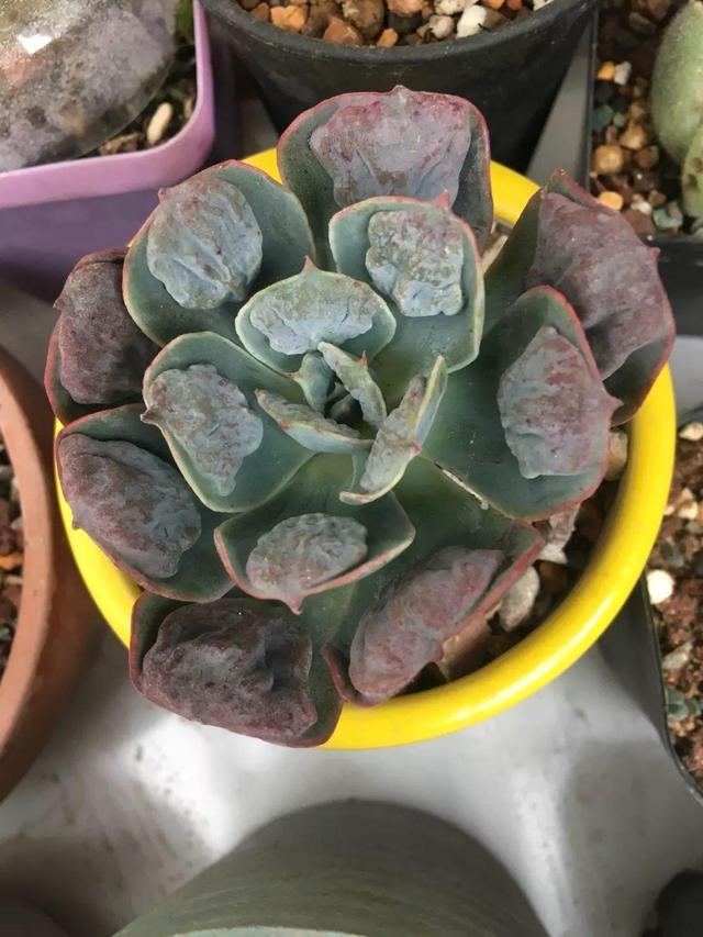 养着省心颜值高又爱长爆盆的多肉，这些多肉大普货