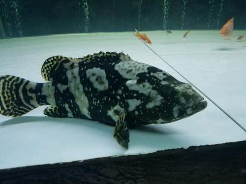 鱼中贵族石斑鱼，野生的顶级石斑鱼