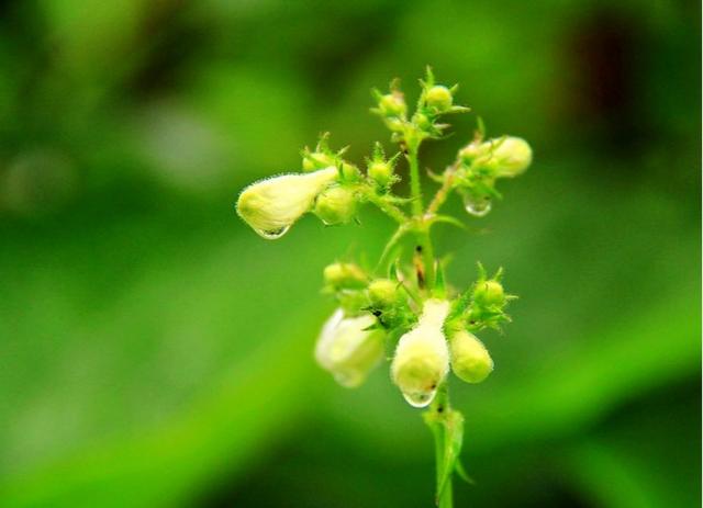 春雨花怎么栽培，春雨竟然是种植物