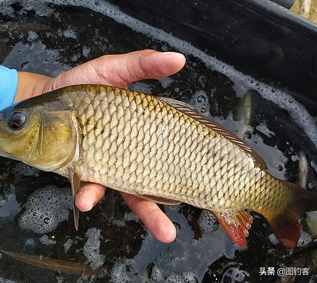 长江名贵鱼前十名，有哪些名贵的淡水鱼（国内最昂贵的10种鱼类）