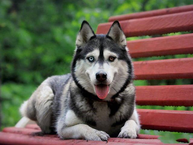 阿拉斯加犬小时候，狗一般有几个月就长成大狗了（毛茸茸的一团太可爱了吧）