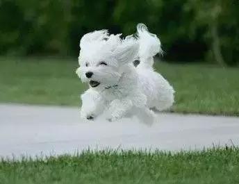 100多种狗价格表，各种狗及身价