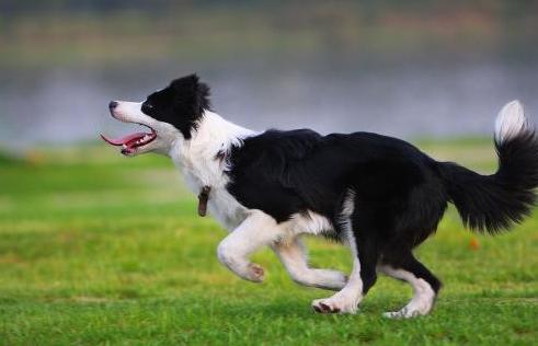 养边境牧羊犬的优点和缺点，饲养边境牧羊犬