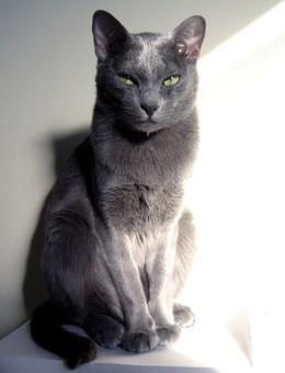 世界名猫品种，世界名猫品种大全