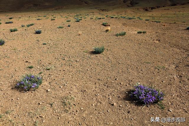 大山里迷人的野花，章丘赵八洞山上的美丽野花