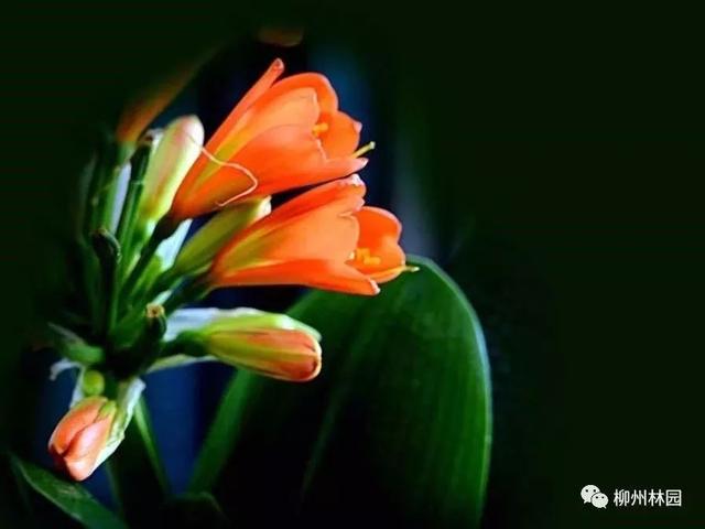 父亲节应该用什么花，推荐几款适合送给父亲的花