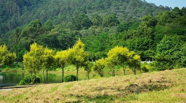 广州大夫山在哪，广州番禺-大夫山