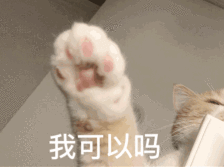 10种最聪明的卷毛猫，人气超高却买不起的猫