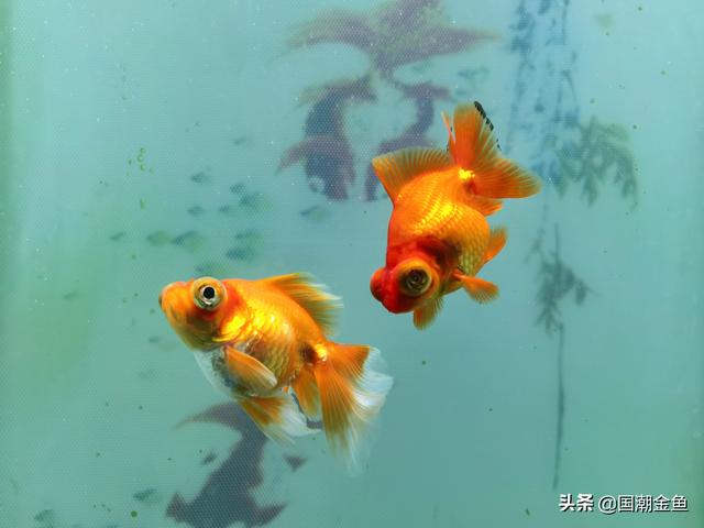 金鱼的品种有哪些，金鱼的品种都有哪些