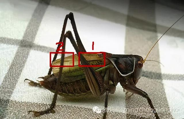 冬天和春天的蝈蝈有区别吗，这篇文章讲清楚了