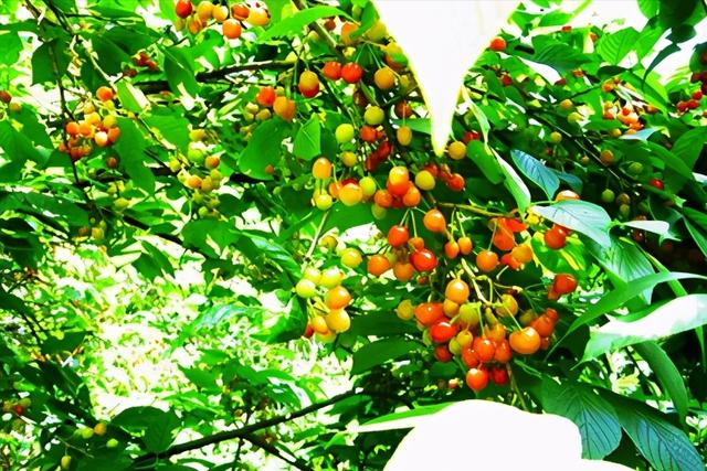 最甜的樱桃品种是哪几种，全球极具潜力的十个甜樱桃品种