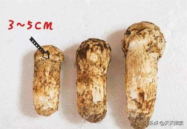 姬松茸十种吃法，林芝松茸的一万种