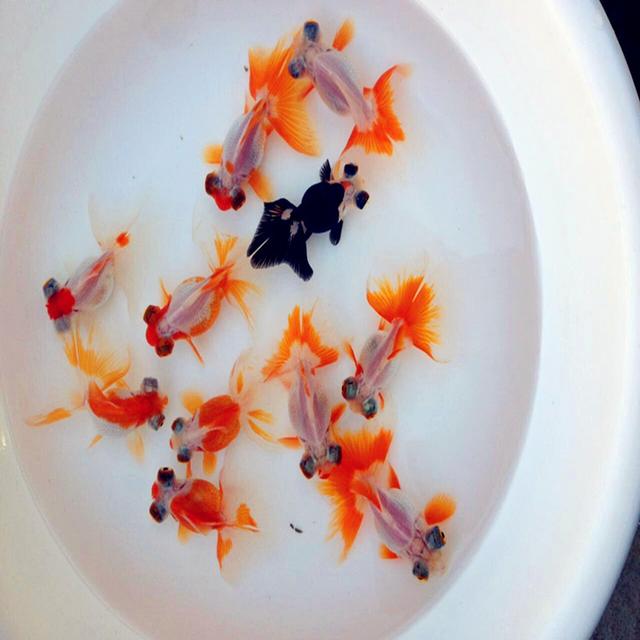 史上最全的金鱼品种，你们喜欢什么品种的金鱼