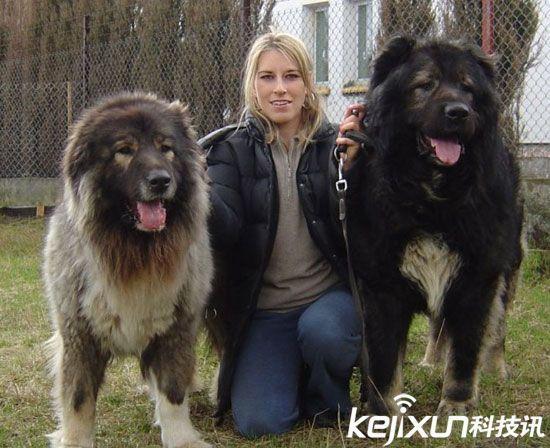 俄罗斯高加索犬，俄罗斯名犬高加索介绍
