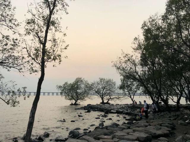 深圳宝安最美打卡点，深圳西湾红树林攻略