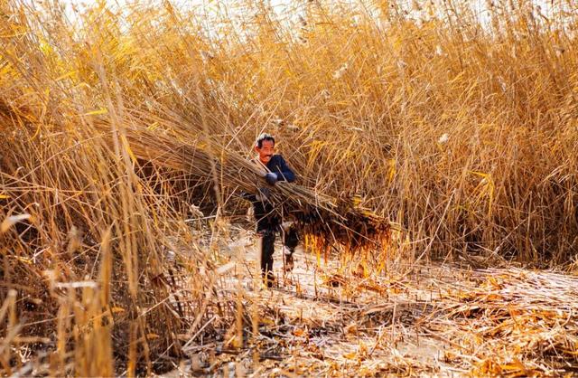 白洋淀冬天的生活，只有60来岁的人才会做……