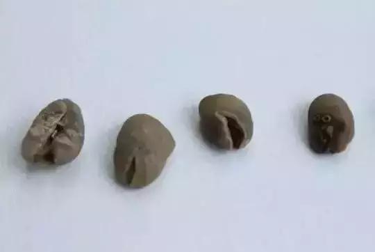 印尼顶级麝香猫咖啡，除了麝香猫咖啡