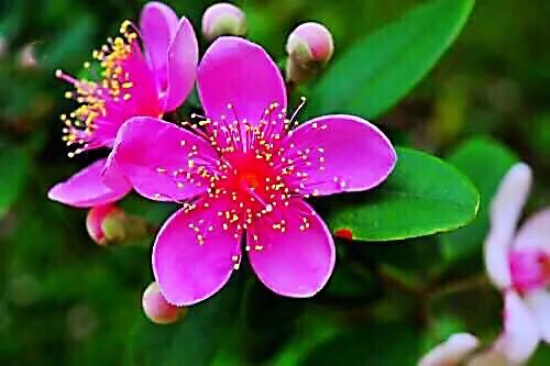 桃金娘花海，桃金娘夏日花开