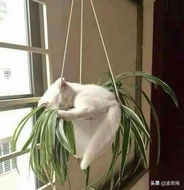 猫咪的4种睡姿代表什么，猫睡姿里藏着这些秘密