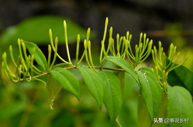 金银花种植技术，金银花种植的技术和管理（金银花好看又实用）