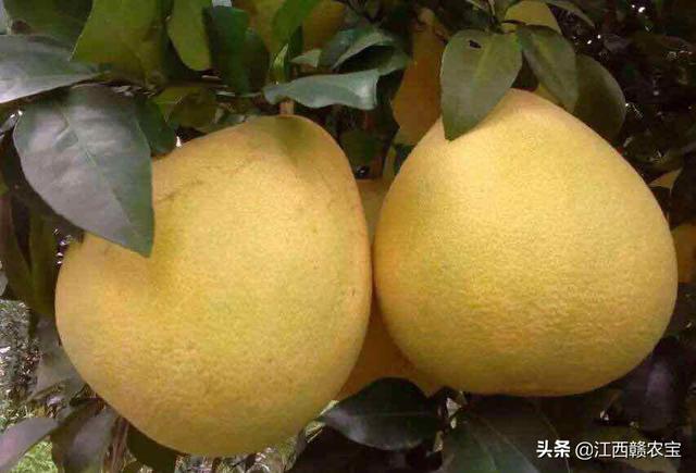 马家柚是江西上饶的特色水果品种，江西上饶市标志性特产