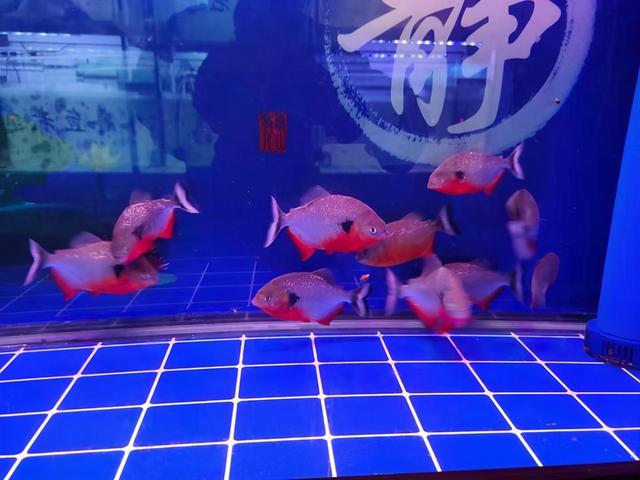 用什么水养鱼最好，用什么样的水养鱼能活得长久
