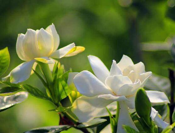 栀子花的养殖方法，栀子花的养殖方法要点（保准你的栀子花养开花）