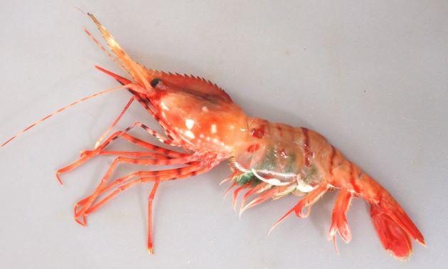 日式料理虾刺身，日本有名的刺身，你喜欢哪一个