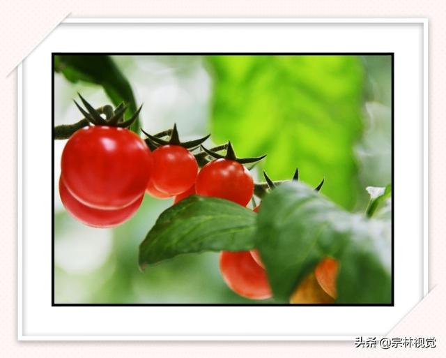 黄色小番茄和圣女果，比传统番茄更好种