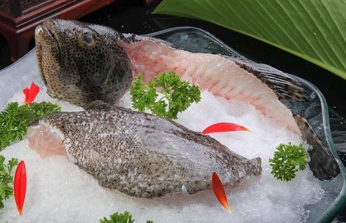 鱼中贵族石斑鱼，野生的顶级石斑鱼