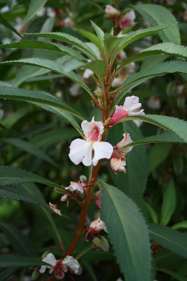 真正的凤仙花的特点，童年记忆里的凤仙花