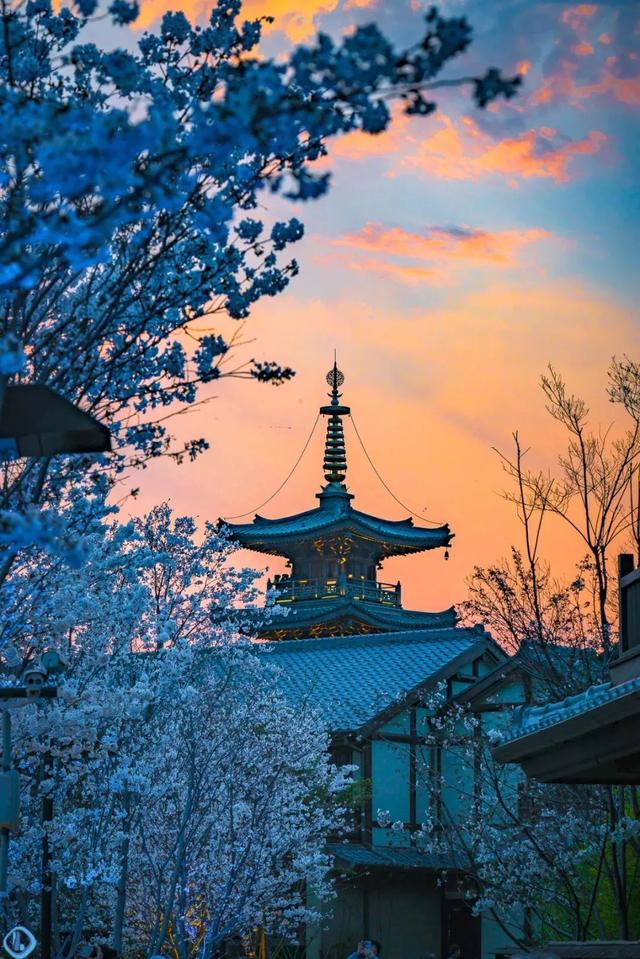 拈花湾攻略必去景点，1600亩拈花湾樱花海