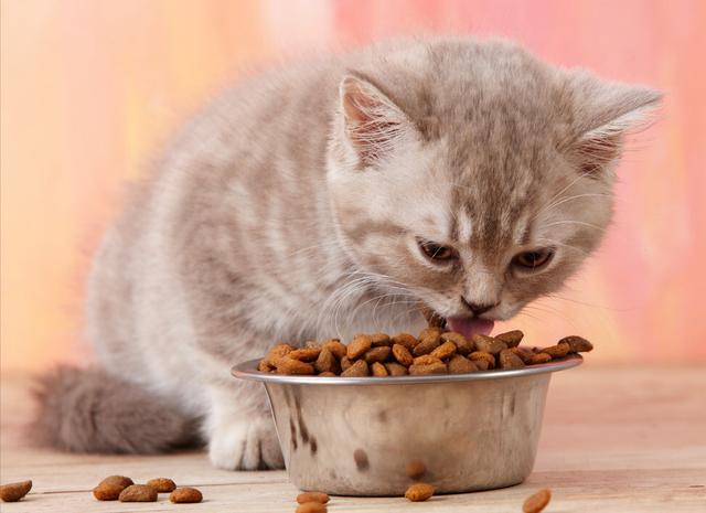 猫咪有泪痕该怎么办，猫咪泪痕严重是怎么回事