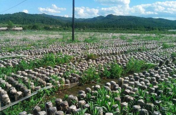 十种木耳种植方法，附塑料袋地栽技术