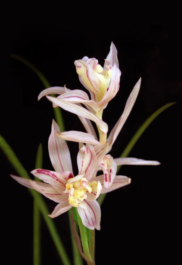 野生兰花五到七月开的是什么兰花，细说5款兰花珍品