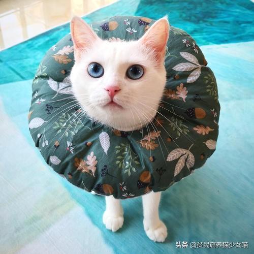 猫咪肛门腺怎么挤，猫咪的肛门腺为什么要挤（这部位可能出现什么问题）